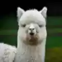 Alpaca Wallpaper New Tab Theme [Install]  screen for extension Chrome web store in OffiDocs Chromium